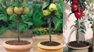 These consisted of macademia, citrus, orange, mango, avocado, litchi and moringa trees. Truro Nutritionist Is Petitioning For Fruit Trees To Be Grown In Schools Inyourarea News