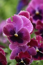 To 8 inches tall and 6 inches wide. 15 Best Spring Flowers Popular Flowers To Plant In Spring