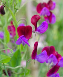 Image result for Lathyrus