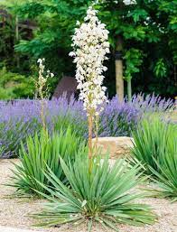 Yucca Filamentosa Adam S Needle Carolina Silk Grass Needle Palm Our Lord S Candle Spoonleaf Yucca Thready Adam S Need Yucca Filamentosa Yucca Plant Yucca
