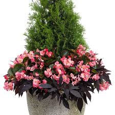 Image result for Boscia filipes