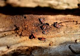 Prevention of pest infestation requires a lot of effort. Residential Pest Infestation Going Into The Details H2