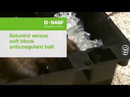 Solutions pest and lawn | solutions is dedicated to helping people overcome household pests and weed problems with professional quality diy pest control products and helpful diy advice. Rats Choosing Selontra Over A Soft Block Anticoagulant Bait Youtube