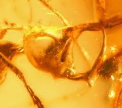 Hasil gambar untuk Linguamyrmex Vladi