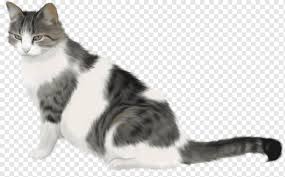 Tekir Kedi Yavru Kedi Kediler Memeli Hayvanlar Kedi Gibi Memeli Png Pngwing