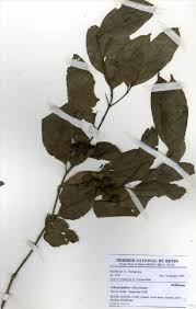 Image result for Belonophora coffeoides