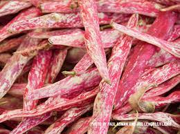 A refreshing blend of flavors great for all seasons or simple dinners! In Season Cranberry Beans James Beard Foundation
