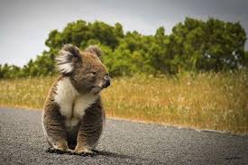 Pin By Basak Colular On Nature Cuddly Animals Koala Animals Beautiful