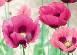 49 best photos wann mohn säen : Bluten Wie Samt Und Seide Ufa Revue