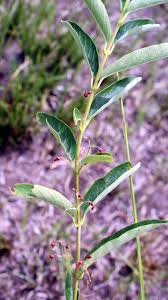 Image result for Tacazzea