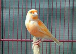 Maybe you would like to learn more about one of these? Harga Kenari F1 Terbaru September 2020 Terlengkap