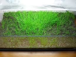 Untuk airnya anda dapat menggunakan air seperti kran ataupun air bersih lainnya. 7 Cara Menanam Hairgrass Serta Merawatnya Di Akuarium