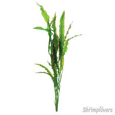Maybe you would like to learn more about one of these? Aponogeton Crispus Red Bare Root