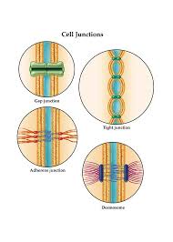Check spelling or type a new query. Cell Junction Greeting Card By Acgreetings On Etsy 3 95 Cell Junction Cell Biology Physiology