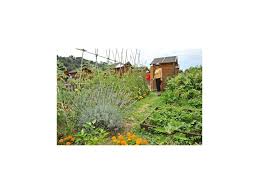 Le jardinage n'échappe malheureusement pas aux idées reçues. Vie Locale Cagnes Sur Mer Le Succes Des Jardins Potagers En Ville Petites Affiches Des Alpes Maritimes Annonces Legales Appels D Offres Ventes Aux Encheres