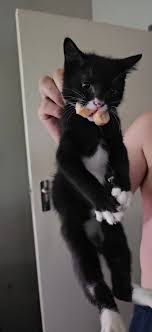 My husband and I both have been cat parents before we met, 21 years ago.  When we got married I had Sophie aka Sophiasofatso, then we got baby Cleo.  Several months later