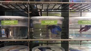 Male betta fish are another story, however. Betta Fish Are Suffering By The Millions Urge Petco To Stop Selling Them Peta