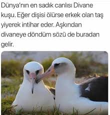 Mutlaka Okuyun Begeniyi Unutmayin Bilim Kasifi Bilim Kasifi Takip Edelim Bilim Bilgi Egitim Biliyor Muydunuz Bilgi Eglenceli Gercekler