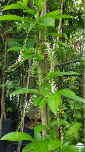 Image result for Citharexylum