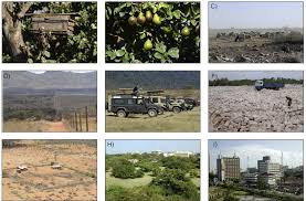 Image result for Cassipourea ruwensorensis