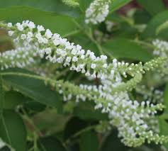 Image result for Lannea virgata