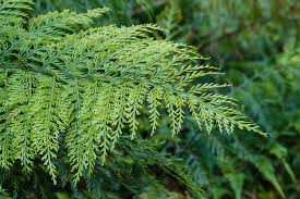 Image result for Asplenium angolense