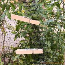 Netting is the preferred way to keep birds away from seedlings and is very easy to implement. How To Prevent Birds From Eating Your Tomatoes Ginger And Scotch