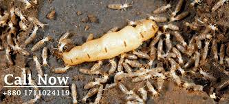 Plus, we apply our triple e promise to all of our service programs. Termite Control Services In Bangladesh Sm Pest Control Company