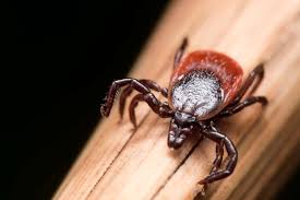 Image result for infected tick bite