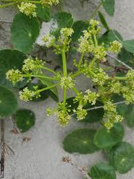 Image result for Hydrocotyle bonariensis