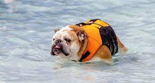 Swimming and french bulldogs do not go hand in hand. Can Bulldogs Swim Bulldogology