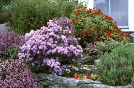 The answer is small shrubs. 20 Popular Flowering Shrubs Best Blooming Bushes For The Garden