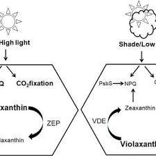 Plant a dappled sun or dappled shade plant under a tree, where the sun filters through the tree's leaves in a dappled pattern. Pdf Photosynthetic Efficiency In Sun And Shade Plants