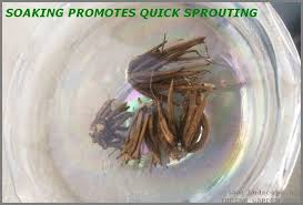 Does anyone know exactly how to grow this flower? Grow Ranunculus From Bulb Gardening For Beginners