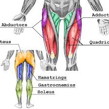 The human muscular system is complex and has many functions in the body. The Major Muscle Groups Of Legs By Quadriceps Adductors Abductors Download Scientific Diagram