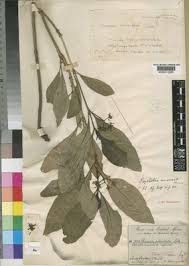 Image result for Psychotria kirkii