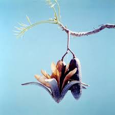 Image result for Entandrophragma delevoyi