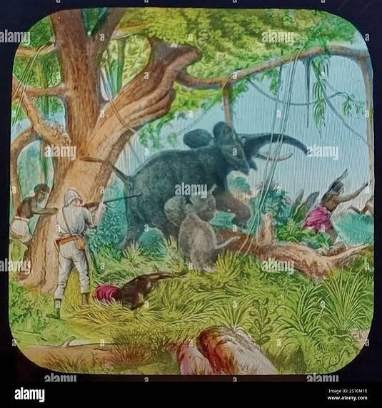 Vintage elephant hunting hi-res stock photography and images - Alamy