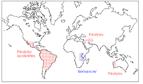 Image result for Apodanthaceae