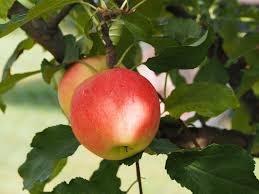 It is the most widely grown species of the genus malus. Apples The Nutrition Source Harvard T H Chan School Of Public Health