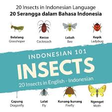 Serangga Kosakata Bahasainggris Bahasaindonesia Indonesian Vocabulary Lote Poster Vocabulary Posters Vocabulary Indonesian Language