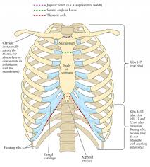They increase in length, curvature and amount of cartilage craniocaudally. Diagram Spare Ribs Diagram Full Version Hd Quality Ribs Diagram Diagramdancer Culturacdspn It