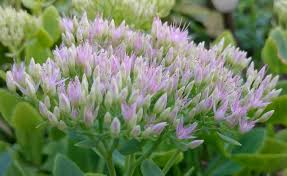What flower that never dies. Ice Plants And Never Dies Steemit