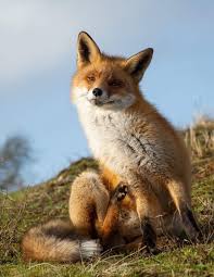 Photo By Yvonne Van Der Meij Fox Animals Photo