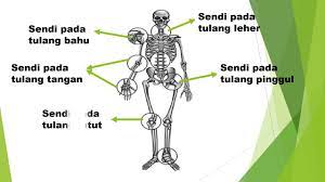 Kedudukan Sendi Dan Fungsinya Youtube