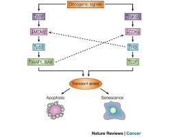The P53 And Rb Tumour Suppressor Pathways Tumor Cell Cycle Mississauga