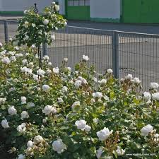 Herzogin Christiana Kordes Rosen Sternrusstau Sommerregen
