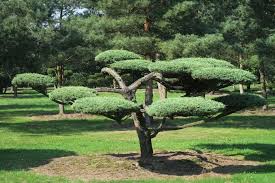 Pin Auf Japangarten