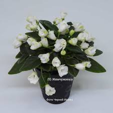 All structured data from the file and property namespaces is available under the creative commons cc0 license; 33 Otmetok Nravitsya 3 Kommentariev Irina Chernaya The Dark Friend V Instagram Le Zhemchuzhinka E Lebeckaya Belye African Violets Glass Vase Saintpaulia