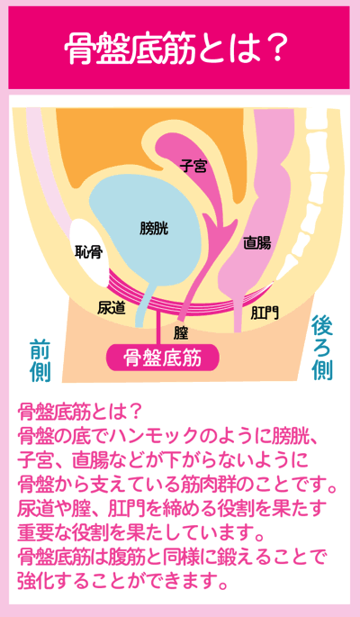 「骨盤底筋群　女性　漫画」の画像検索結果"